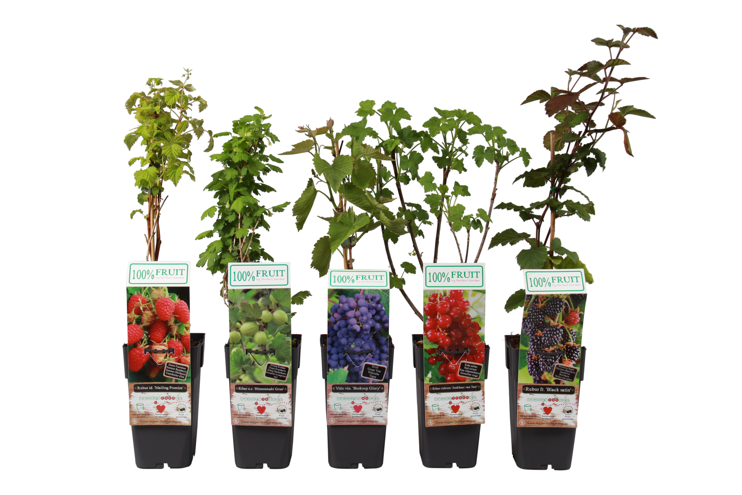 A-15FRUMX - Klein Fruit mix, P15 met blad Klein fruit