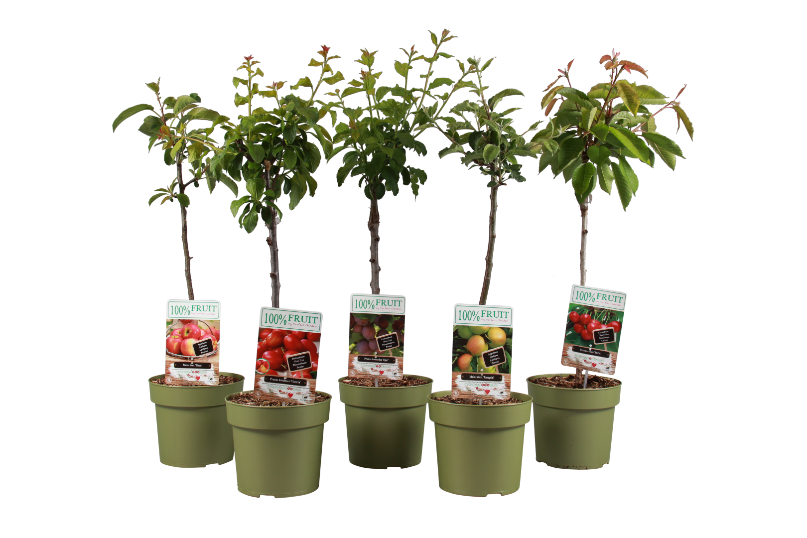 A-21FRUMXS3 - Groot fruit mix 5 stuks, P21 met blad (Large) Klein fruit P21