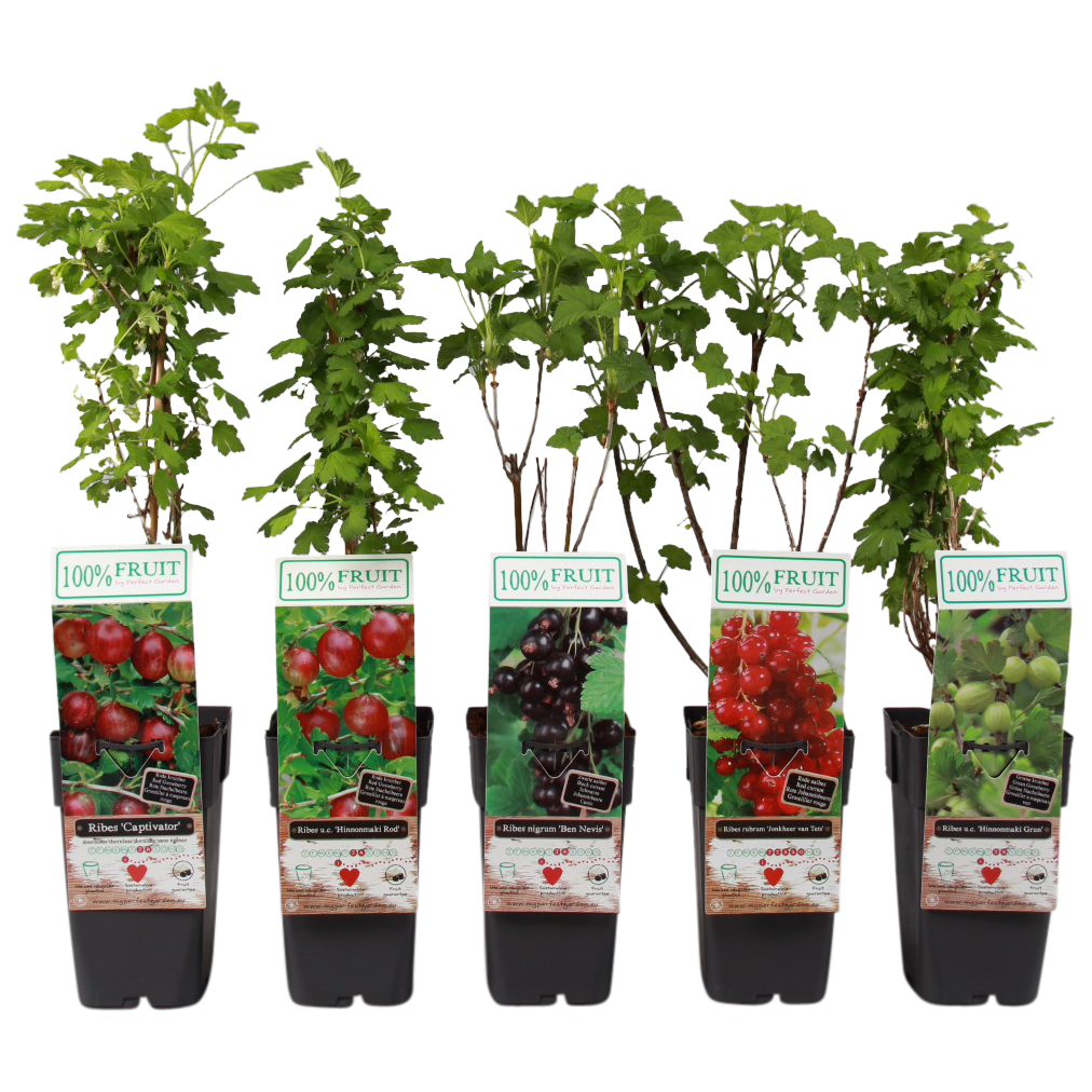 A-15RIBMX, Ribes mix, P15 met blad (Large)
