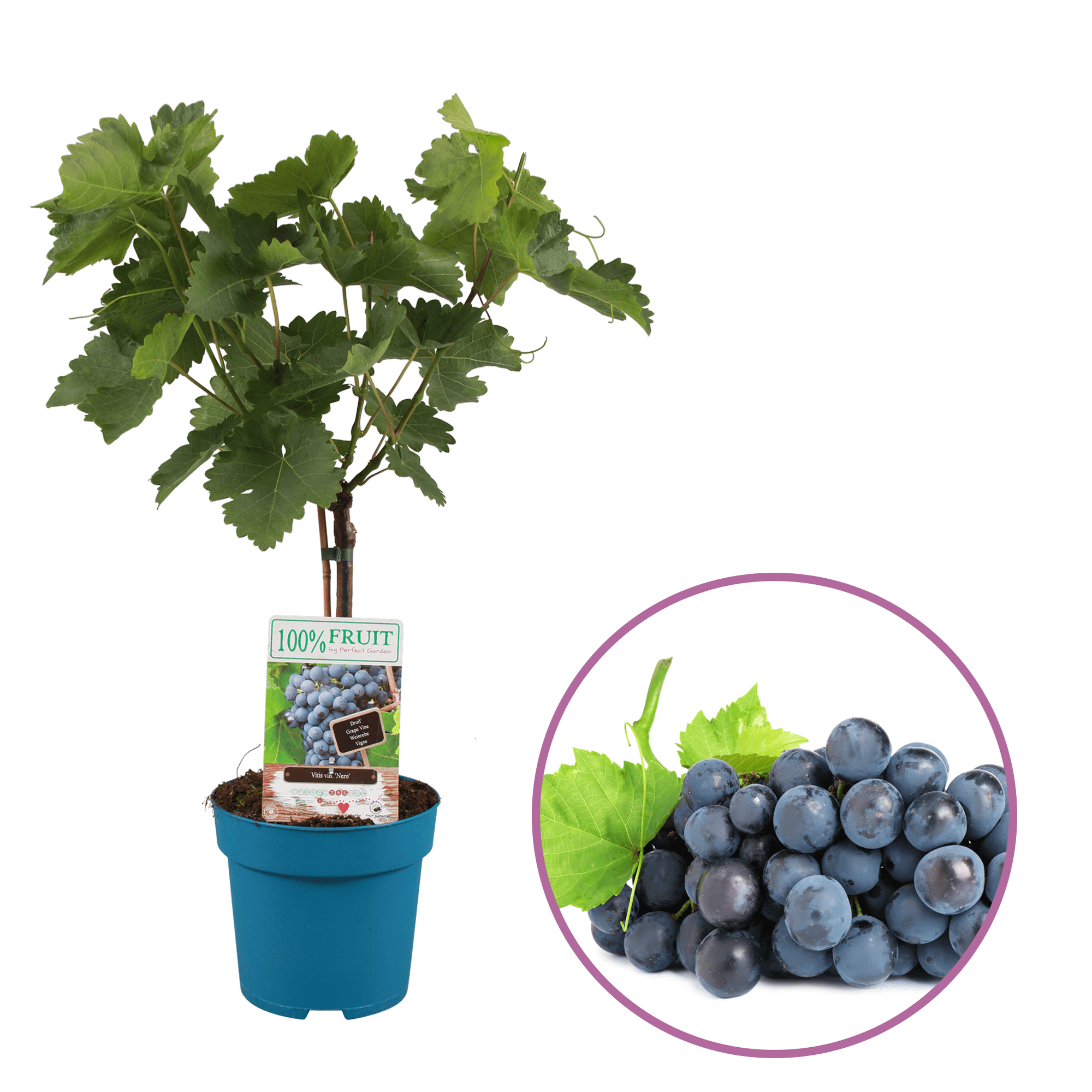 Vitis op stam