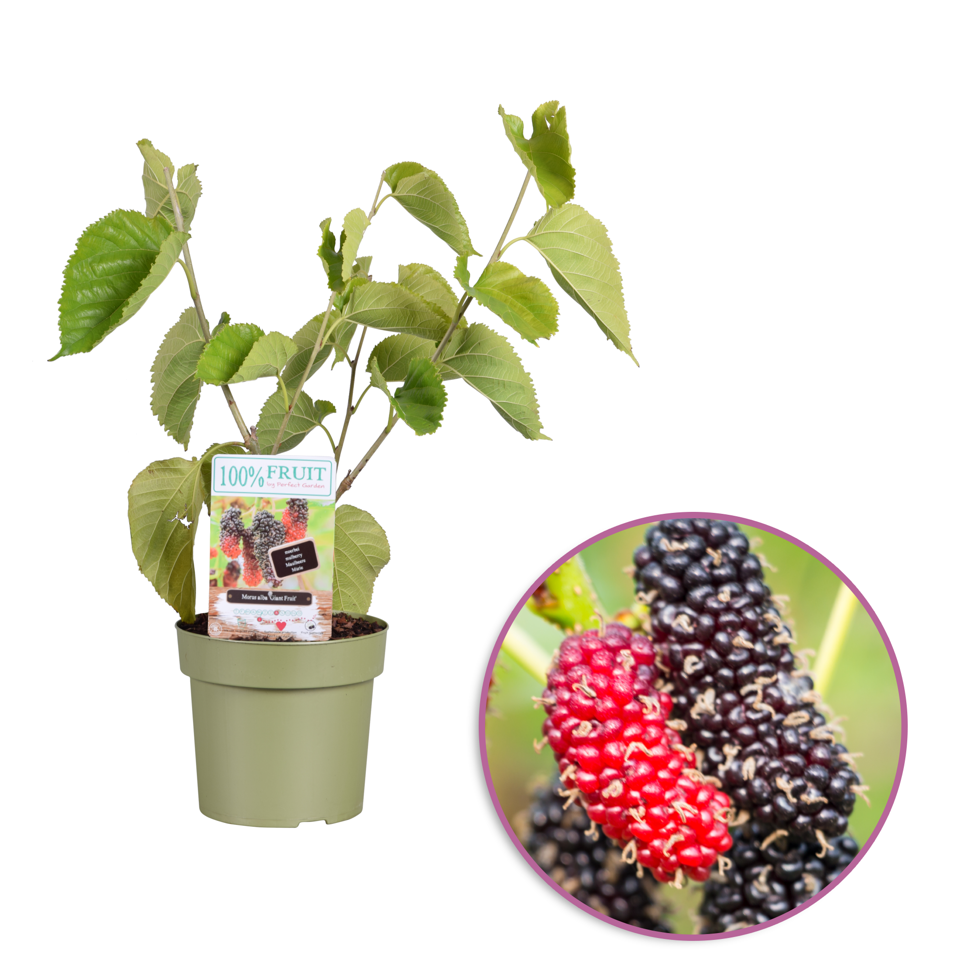 Morus alba 'Giant Fruit' AC-t