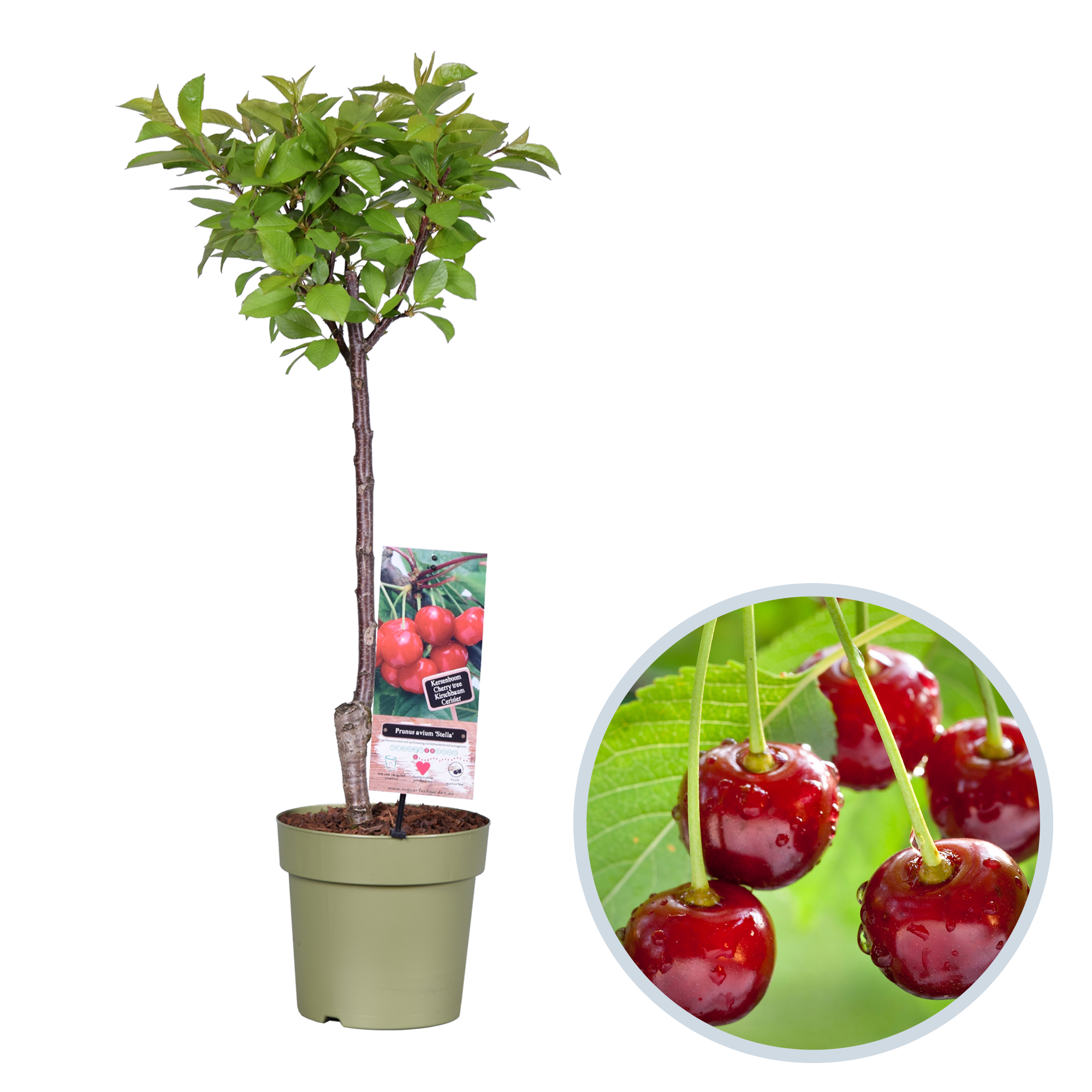 Prunus avium 'Stella’