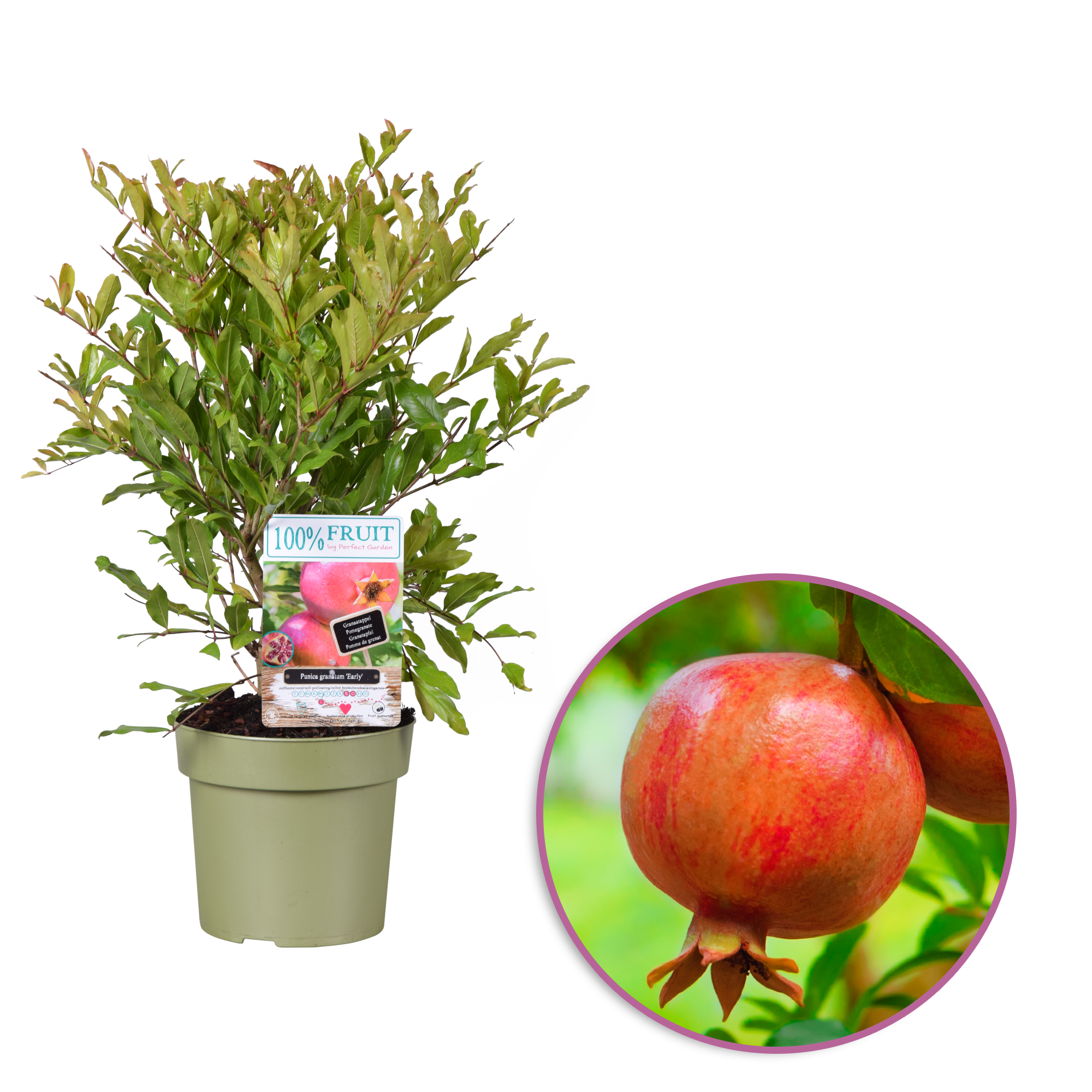 Punica granatum