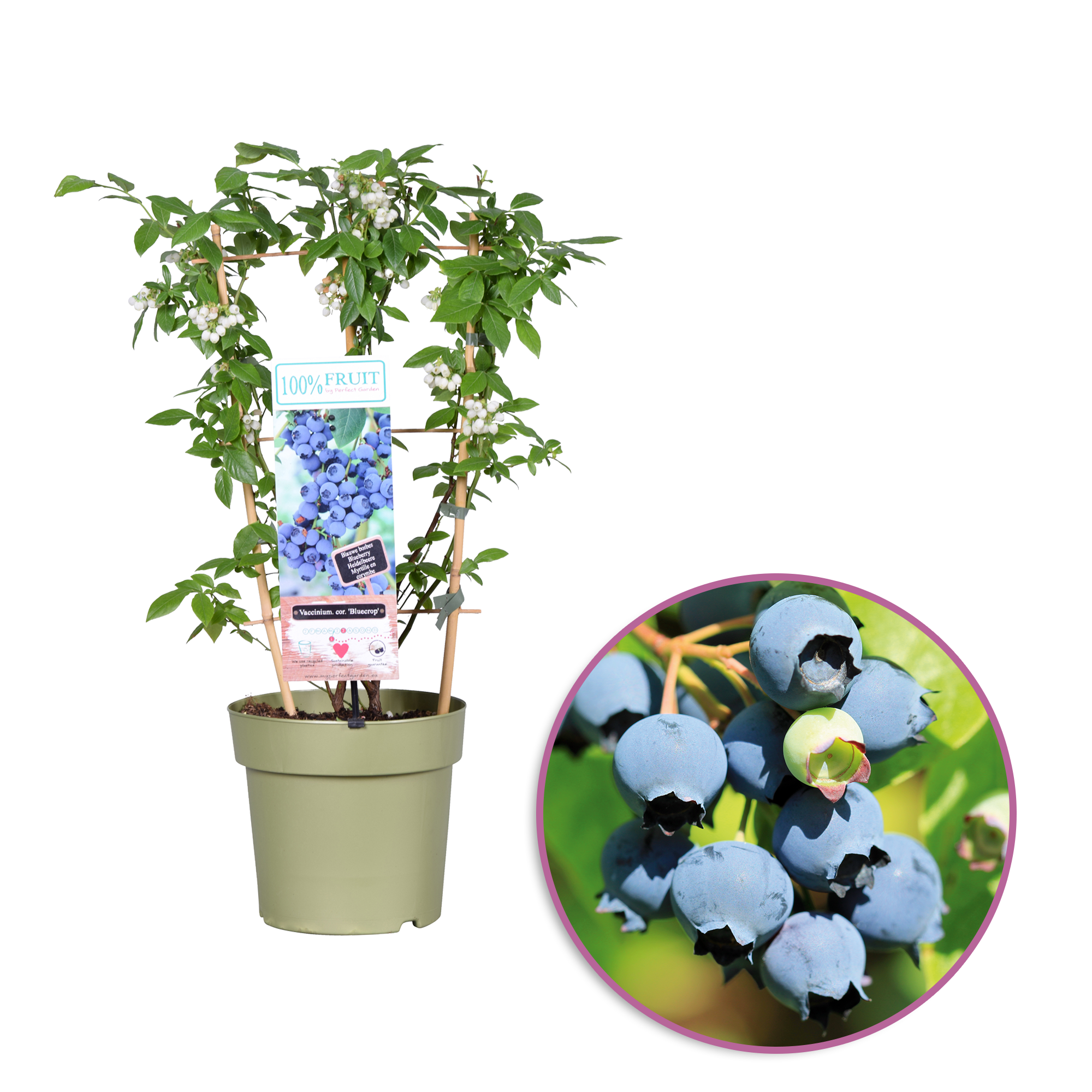 Vaccinium