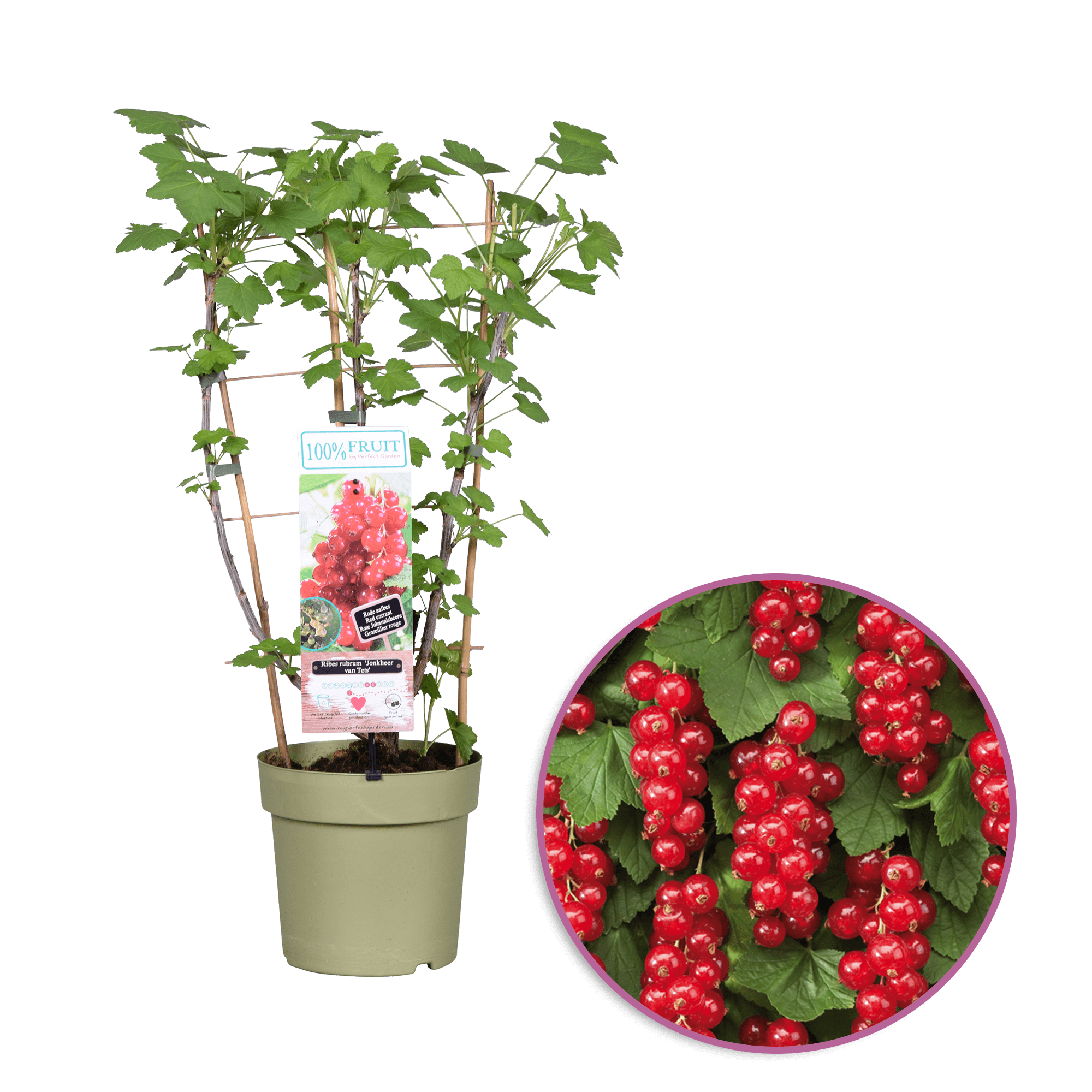 Ribes - Jonkheer van Tets