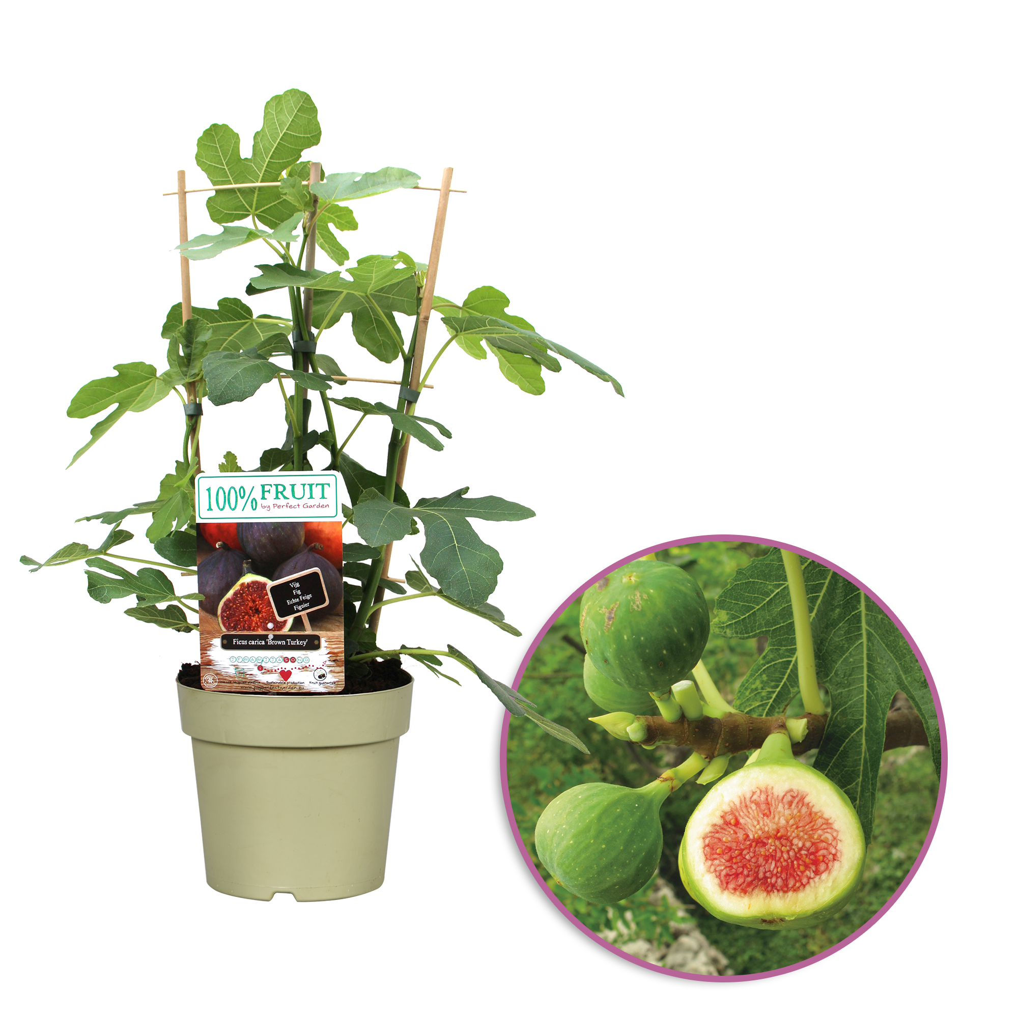 Ficus