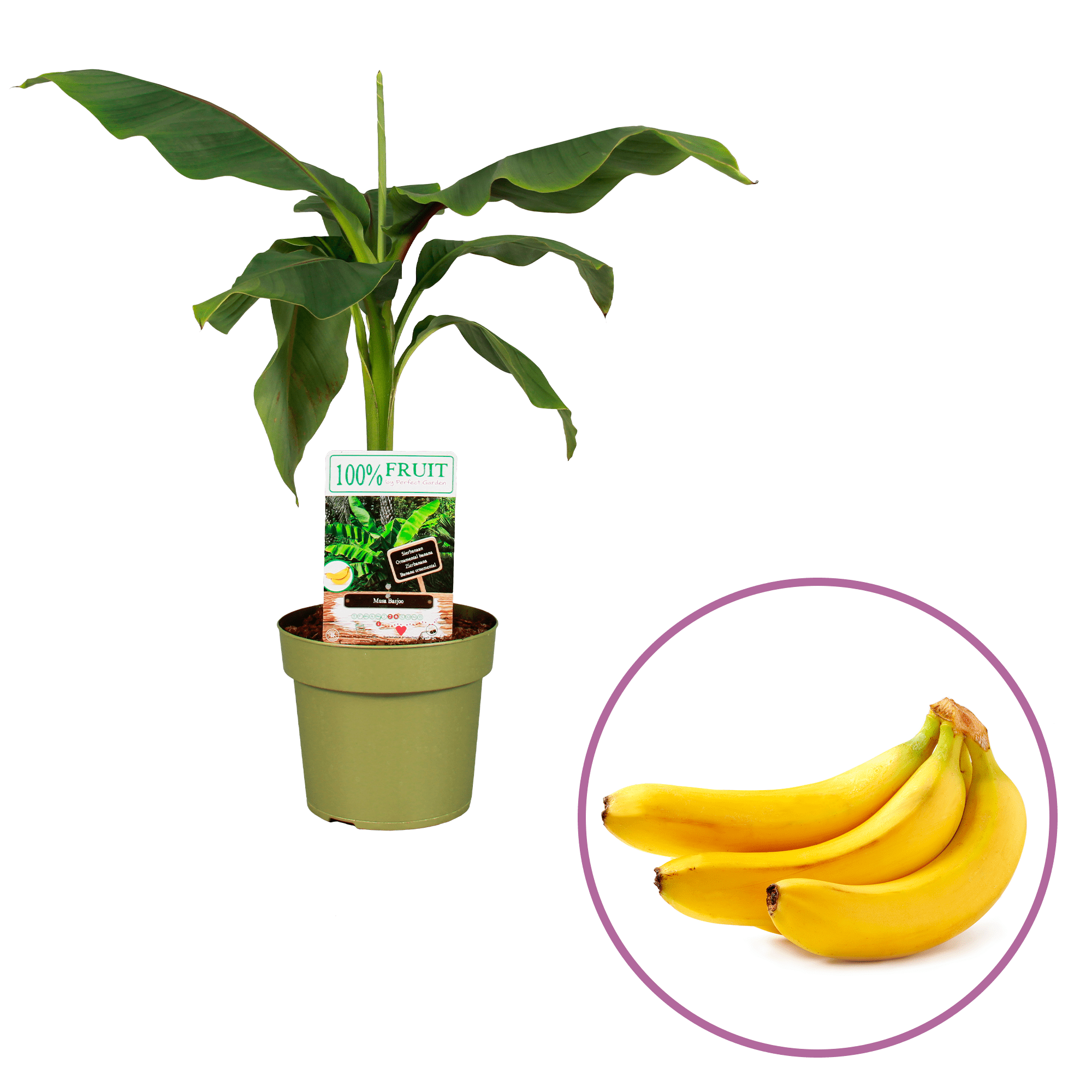 Musa Basjoo I Streng Growers