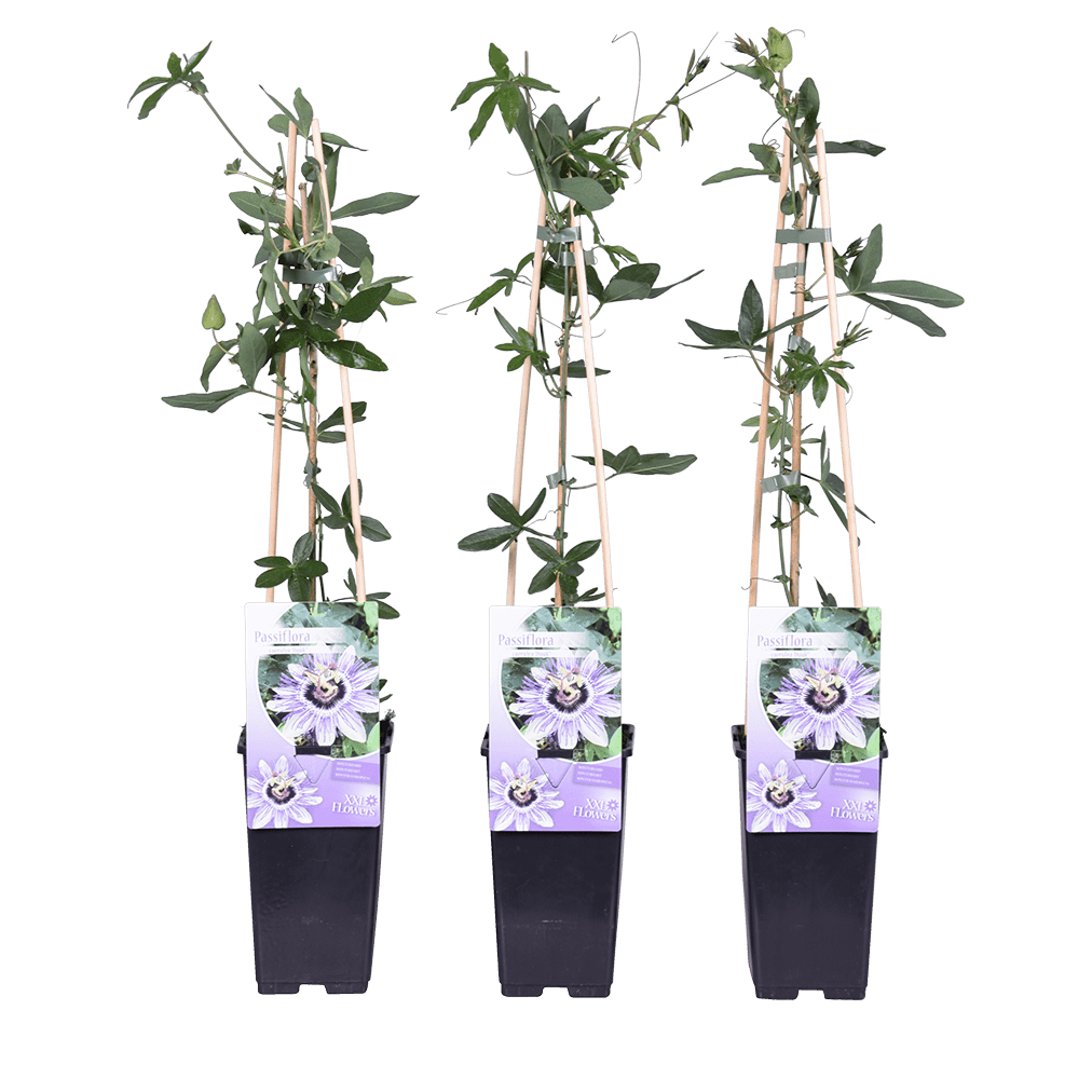 Passiflora - Caerulea strenggrowers | passiebloem
