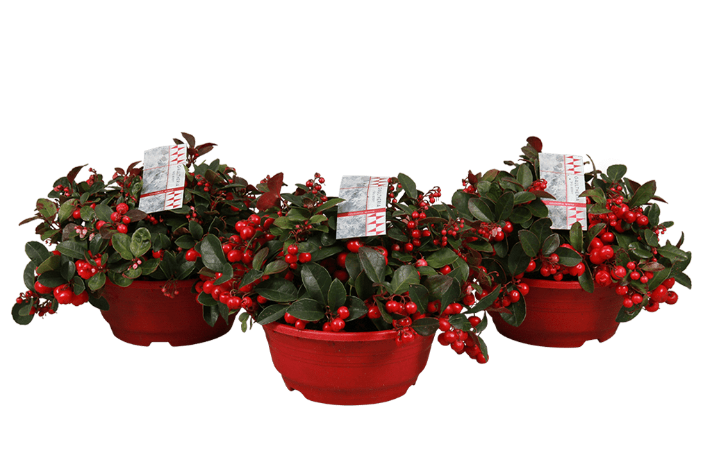 Plant - gaultheria-19cm