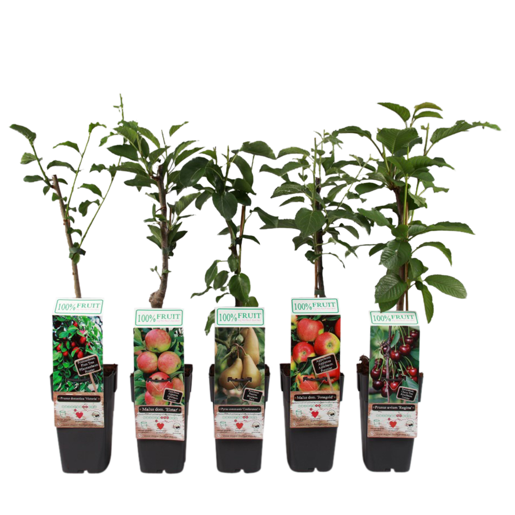 p15 plant - A-15FRUMXG-Groot-fruit-mix-P15-met-blad-2