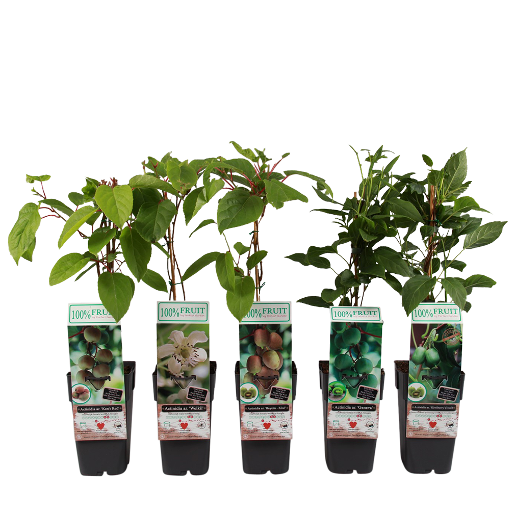 p15 plant - Actinidia-arguta-mix-P15-met-blad-Large-1
