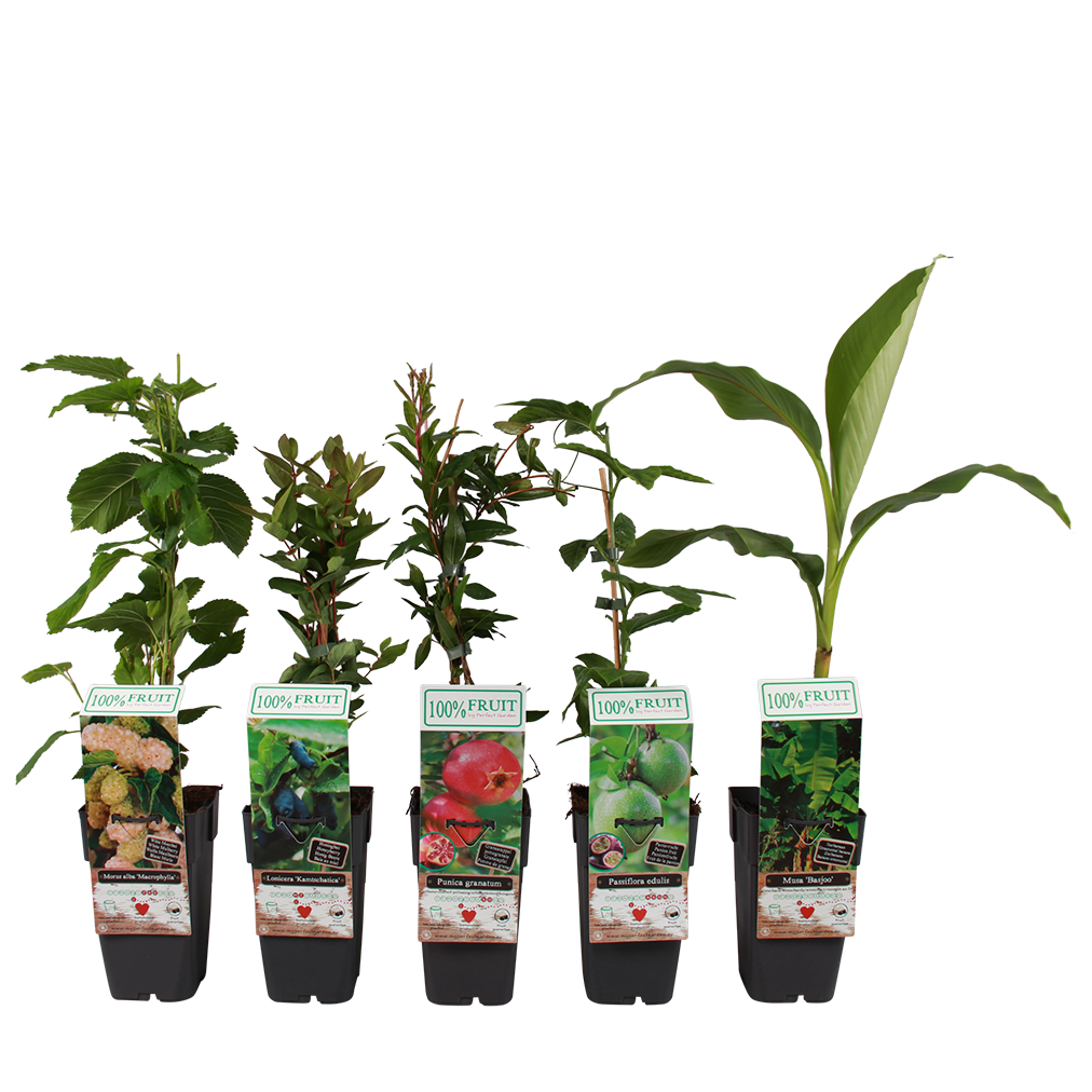 p15 plant - Exotische-mix