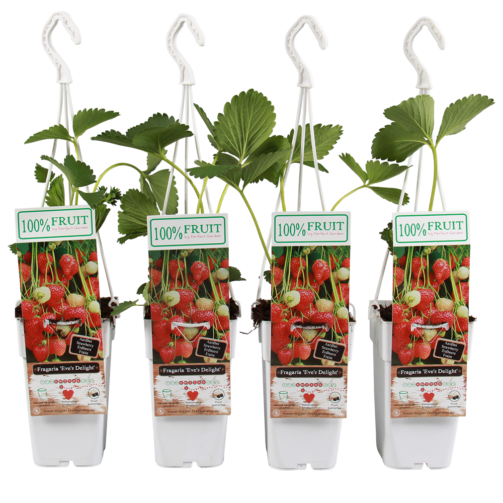 p15 plant - Fragaria-Eves-Delight-1