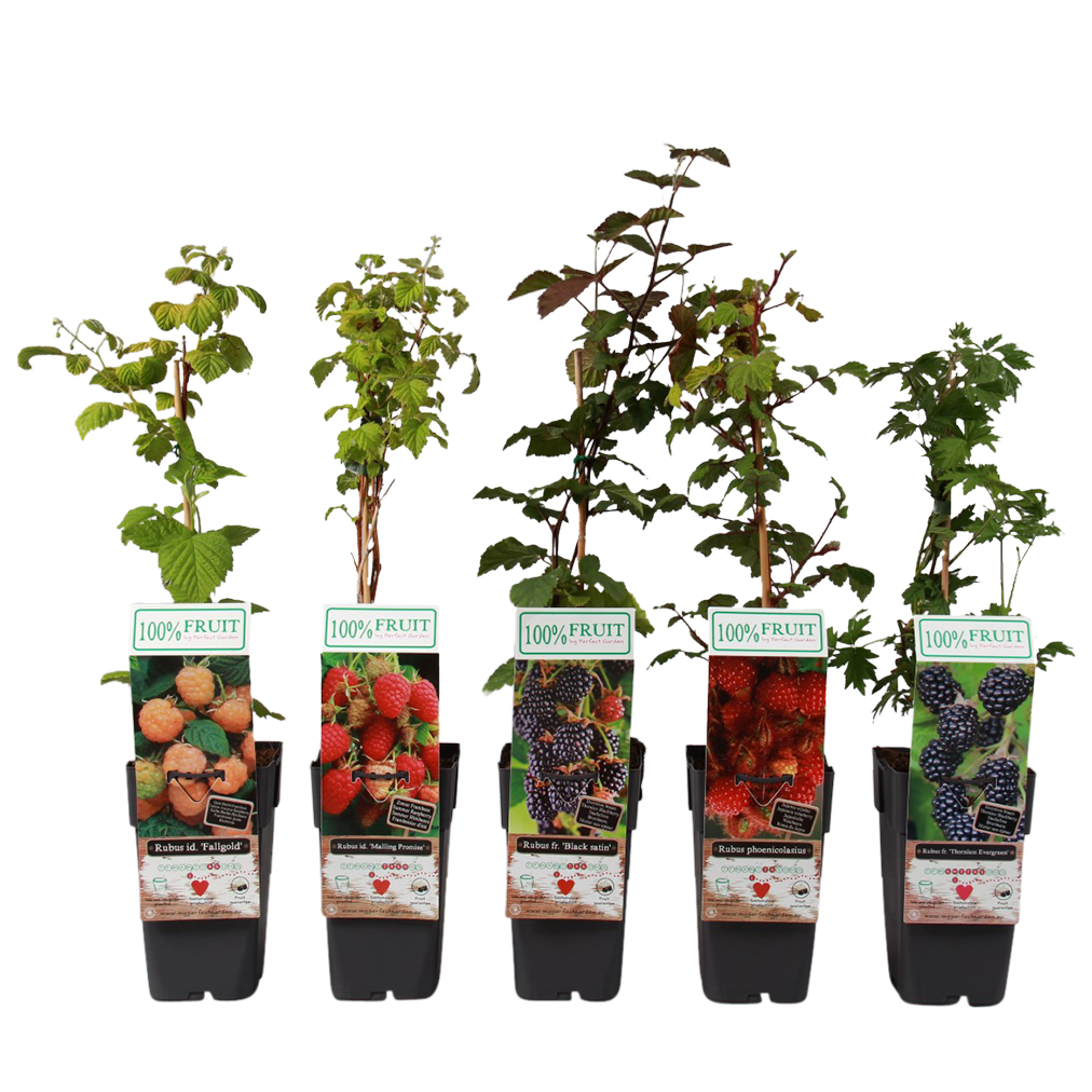 p15 plant - Rubus-mix-P15-met-blad-Large