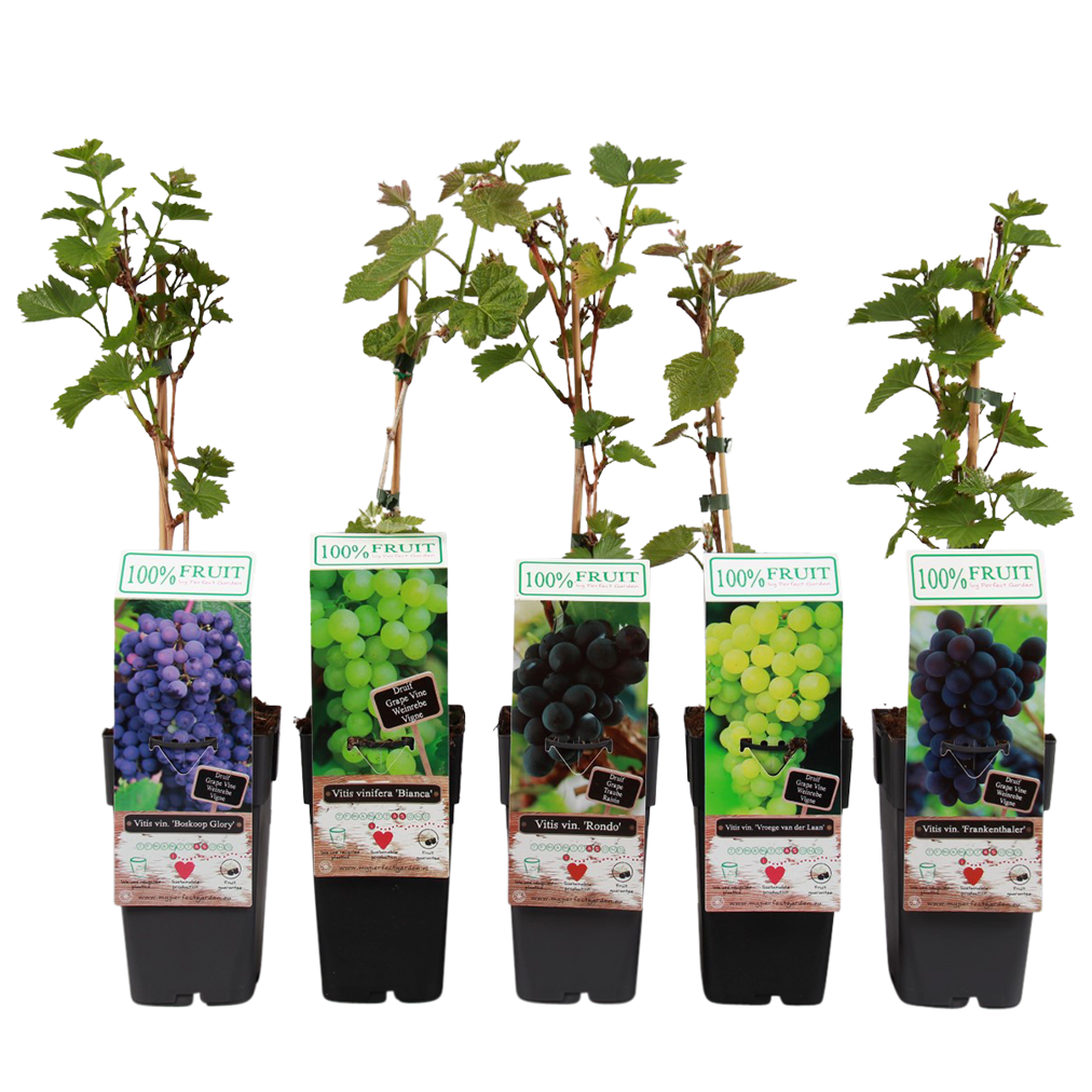 p15 plant - Vitis-vinifera-mix-P15-met-blad-Large