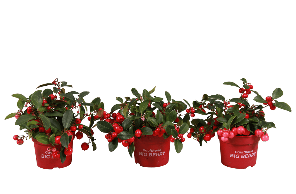plant - Gaultheria-9cm