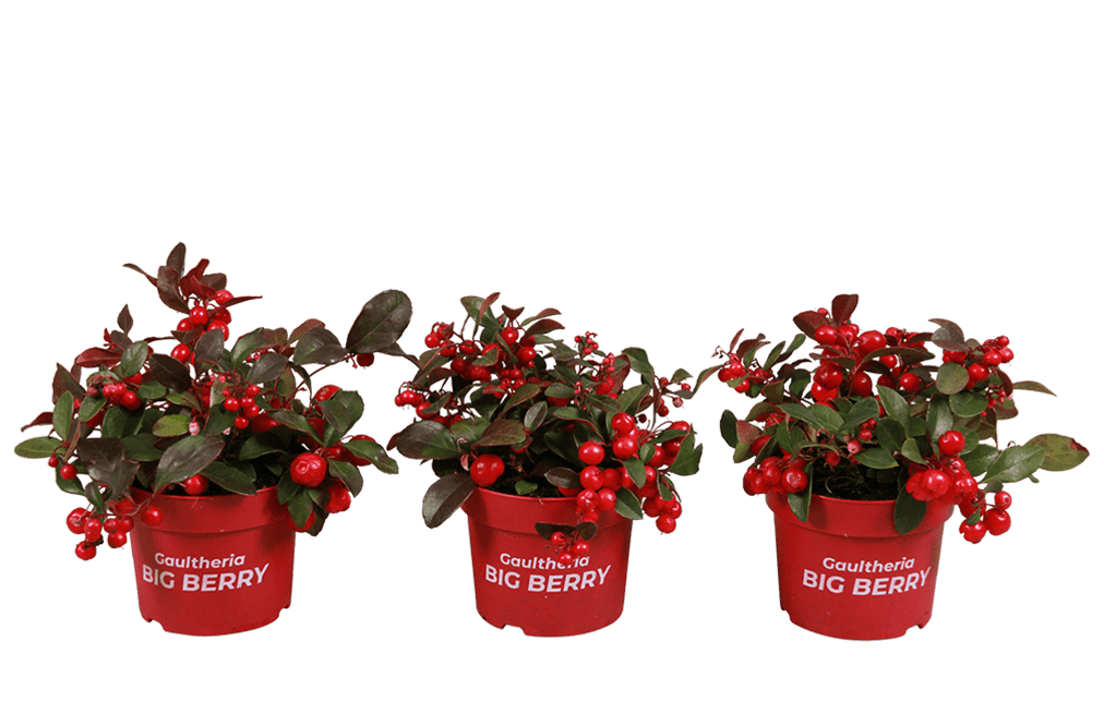 plant - gaultheria-10-5cm