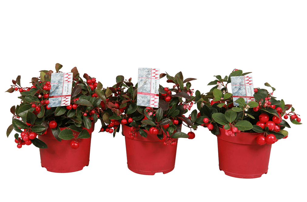 plant - gaultheria-12cm