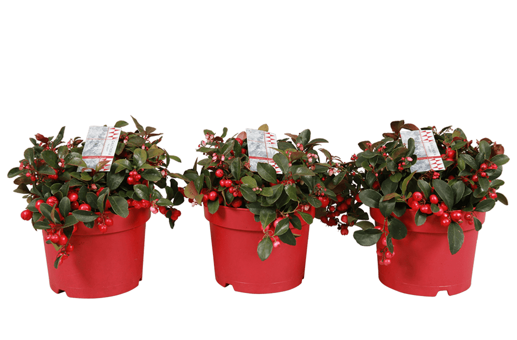plant - gaultheria-17cm