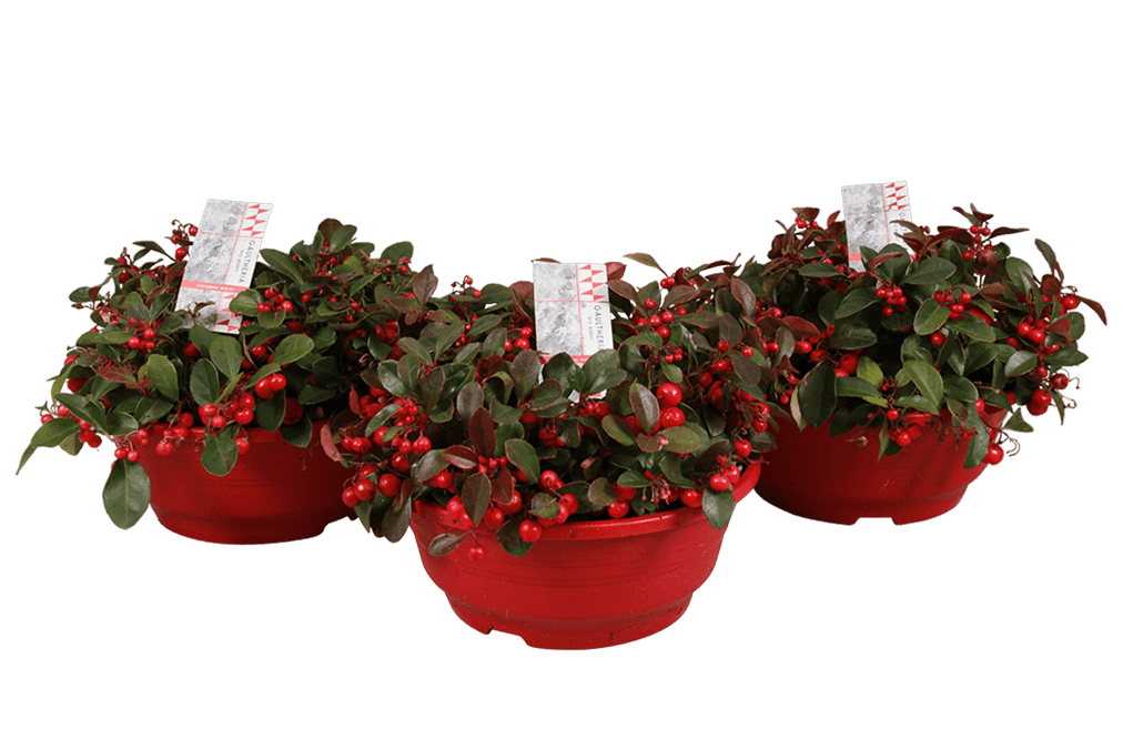 plant - gaultheria-23cm