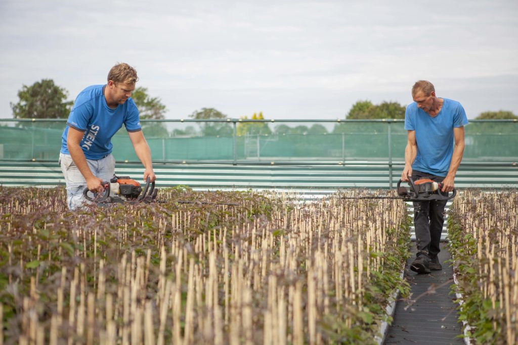 Medewerker Tuin Streng Growers